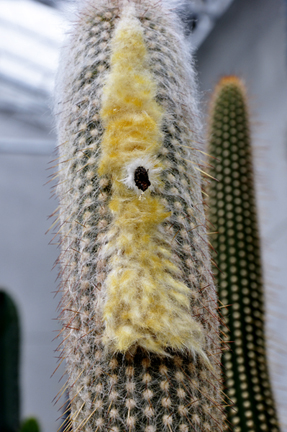 cacti at the International Peace Garden